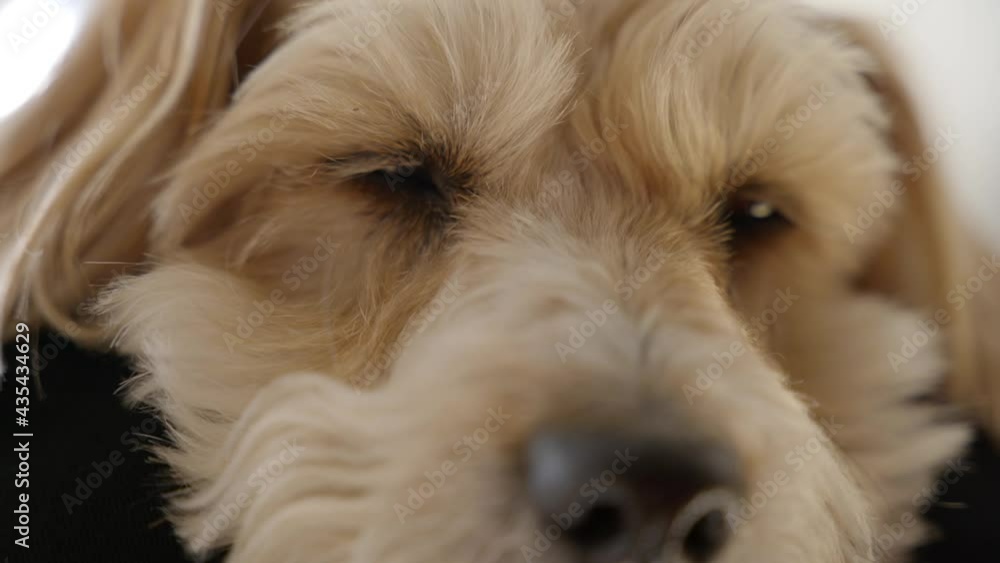 Portrait of sleepy Wheaten Terrier dog. Close-up Portrait of sleepy Wheaten Terrier dog. Close-up