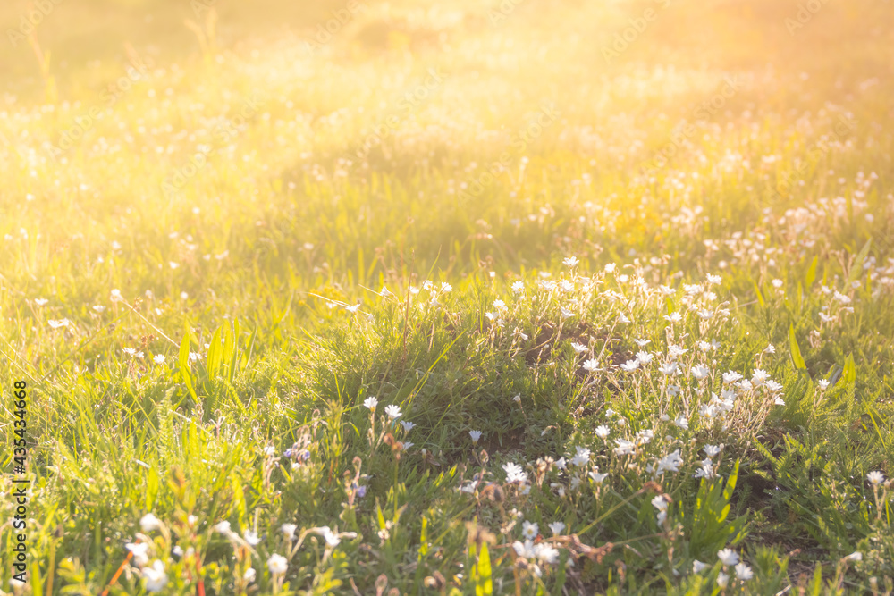 Fototapeta premium Summer meadow, green grass field in warm sunlight, nature background concept, soft focus, warm pastel tones