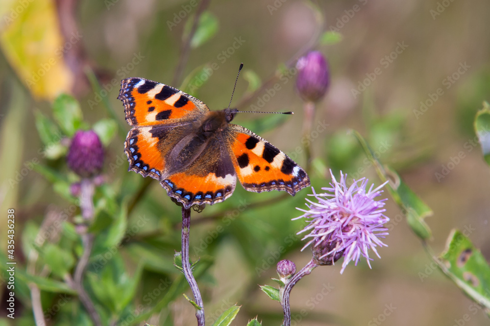 The small tortoiseshell (Aglais urticae) on a thistle flower The small tortoiseshell (Aglais urticae) on a thistle flower