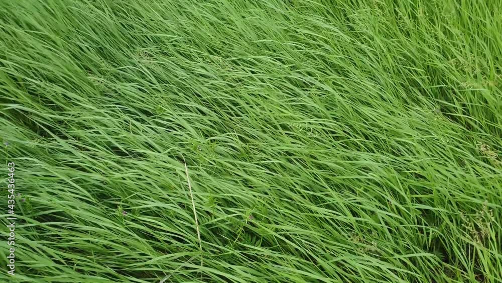 Closeup wild green grass sway in the wind. Greening plants on a picturesque summer meadow. Different herb and vegetation. Idyllic rural field, natural background. Countryside grassland Closeup wild green grass sway in the wind. Greening plants on a picturesque summer meadow. Different herb and vegetation. Idyllic rural field, natural background. Countryside grassland