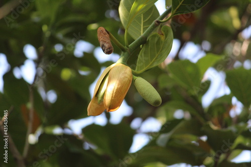 Jackfruit Tree and young Jackfruits (Artocarpus heterophyllus). Jackfruit is Delicious sweet fruit