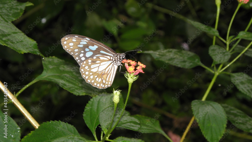 Butterfly on a flower in Thailand Butterfly on a flower in Thailand