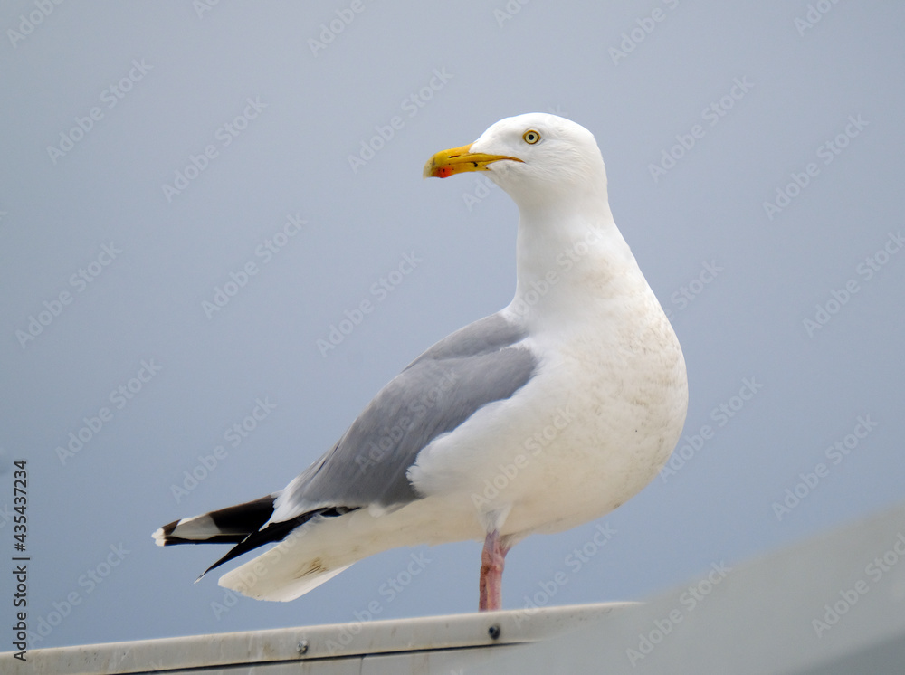 The European herring gull is a large gull, up to 66 cm long. One of the best-known of all gulls along the shores of Western Europe The European herring gull is a large gull, up to 66 cm long. One of the best-known of all gulls along the shores of Western Europe
