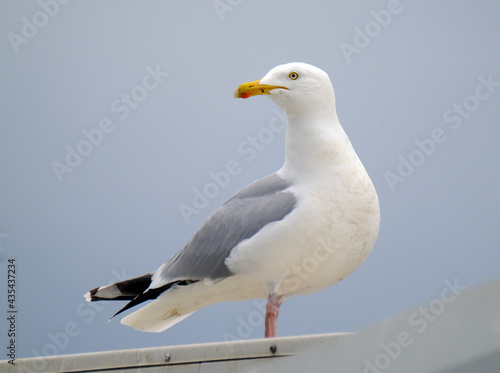 The European herring gull is a large gull, up to 66 cm long. One of the best-known of all gulls along the shores of Western Europe