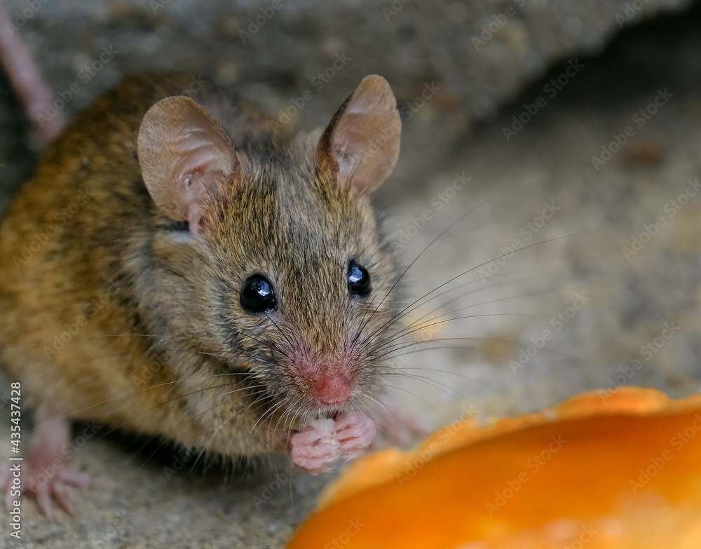 The house mouse is a small mammal of the order Rodentia, characteristically having a pointed snout, large rounded ears, and a long and hairy tail. It is one of the most abundant species of the genus M The house mouse is a small mammal of the order Rodentia, characteristically having a pointed snout, large rounded ears, and a long and hairy tail. It is one of the most abundant species of the genus M