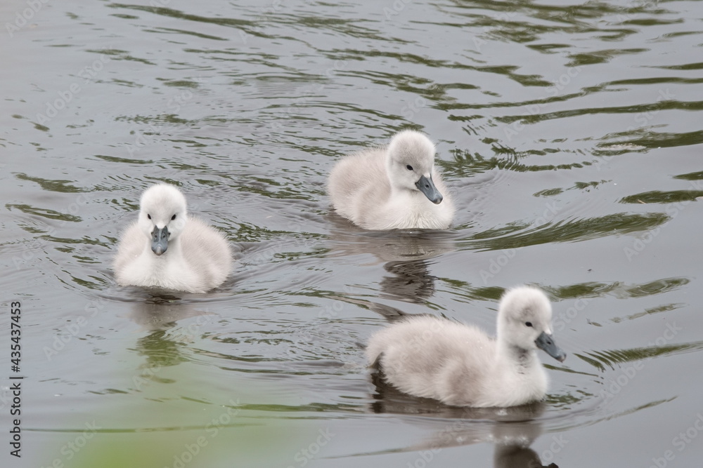 Drei Schwanen Küken / three swan chicks