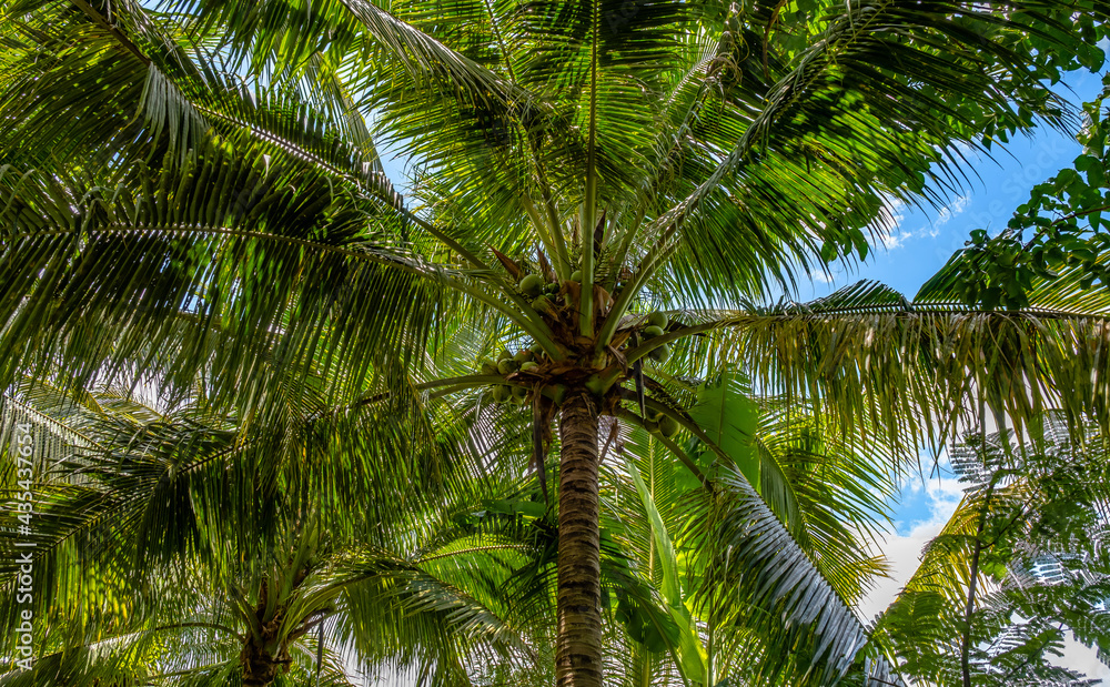 Coconuts on the coconut plam tree. Coconuts on the coconut plam tree.