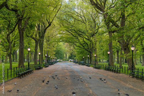 Fototapeta Naklejka Na Ścianę i Meble -  Central Park blooming in early spring, city park benches