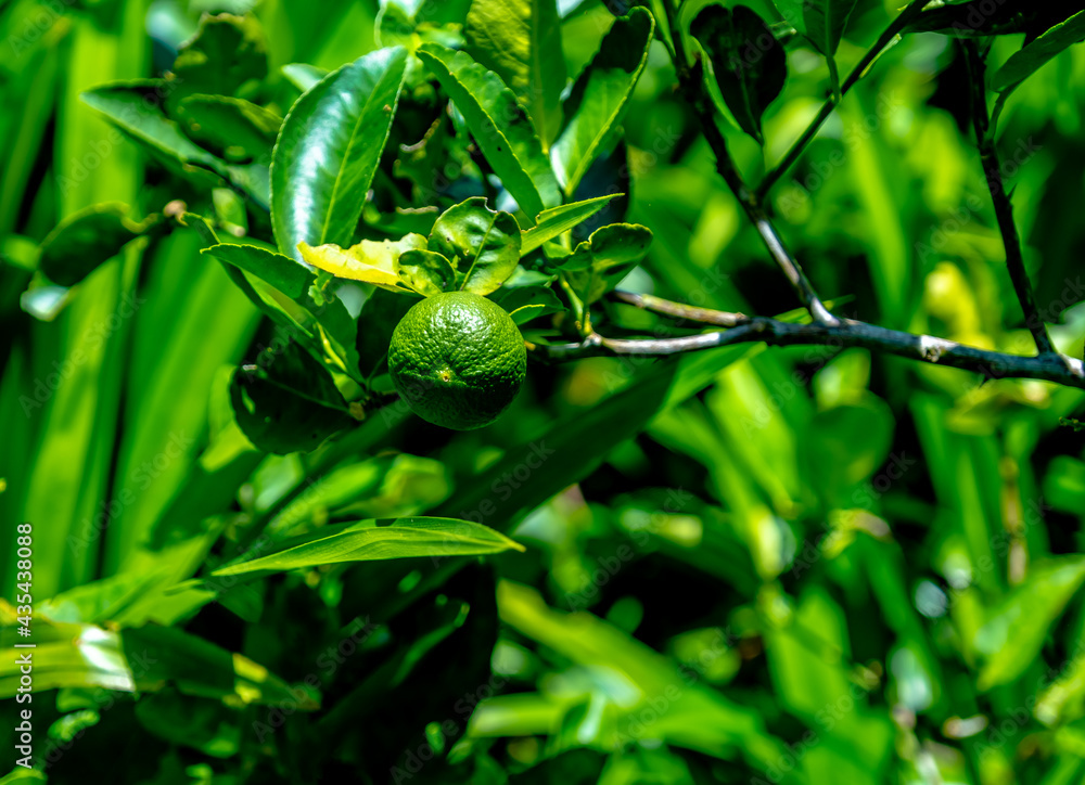 Close up of green lemons on tree. Close up of green lemons on tree.