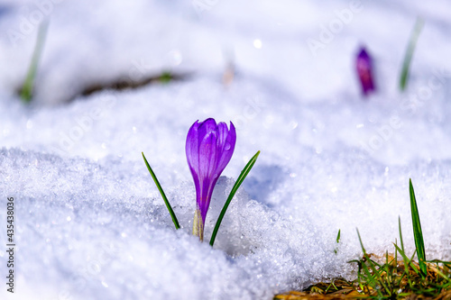 crocus dans la neige