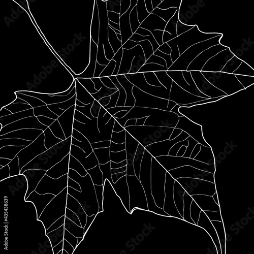 Ahornblatt, LineArt00001, Vektor