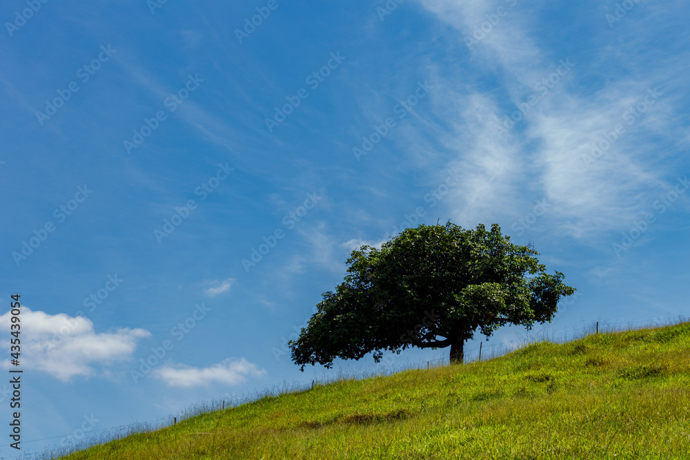 Fototapeta premium Árvore isolada em alto de morro de parea rural de Guarani, Minas Gerais