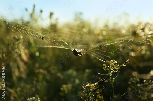 Wallpaper Mural Spider spinning cobweb in meadow on sunny day Torontodigital.ca