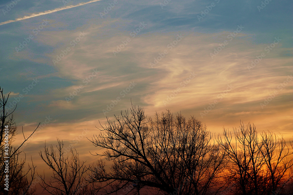 Black silhouette of tree branches on a sunset background. Red and blue sunset sky. Background image. Black silhouette of tree branches on a sunset background. Red and blue sunset sky. Background image.