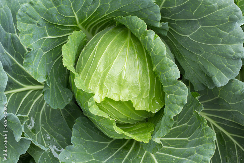 Fototapeta premium cabbage in the garden