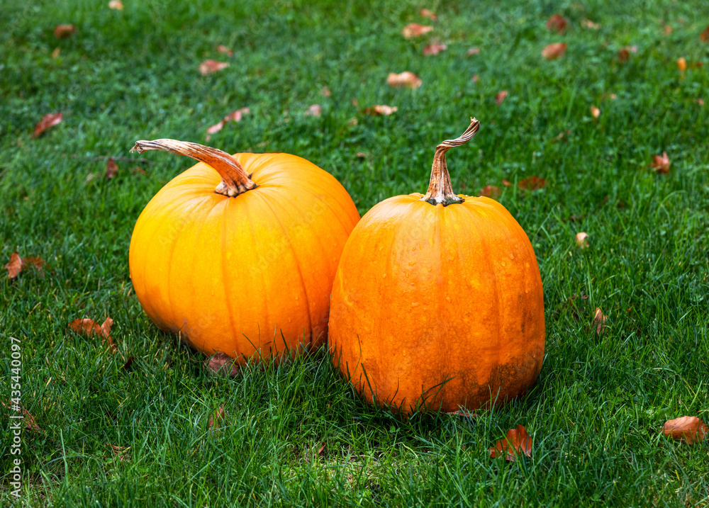 orange pumpkin on green grass in the farm orange pumpkin on green grass in the farm