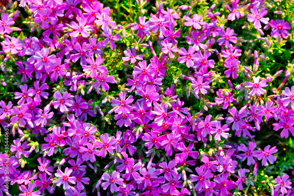 A background of many small pink and purple flowers. Solid background. Top view