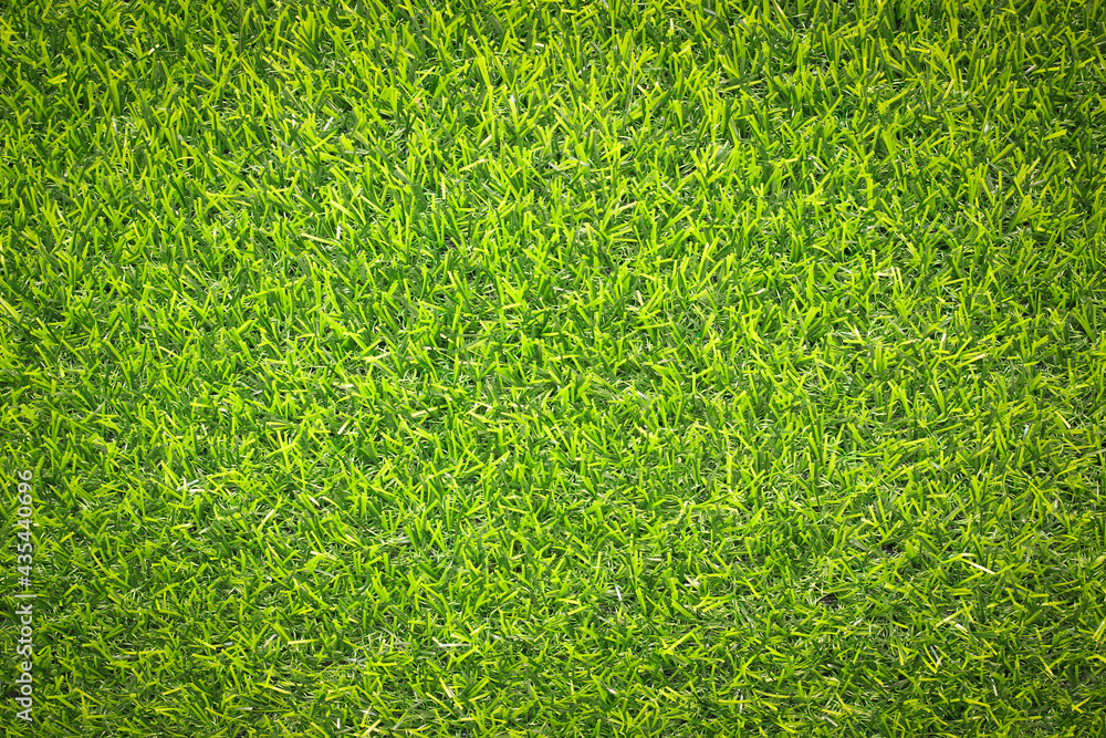 Fototapeta premium green grass background