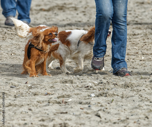 two beautiful Cavalier King Charles Spaniel play on the beach