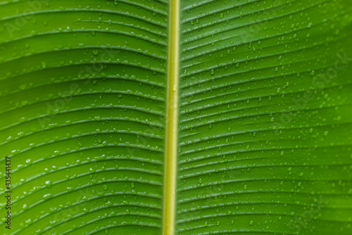 Water droplets on green leaves   banana leaves with water droplets