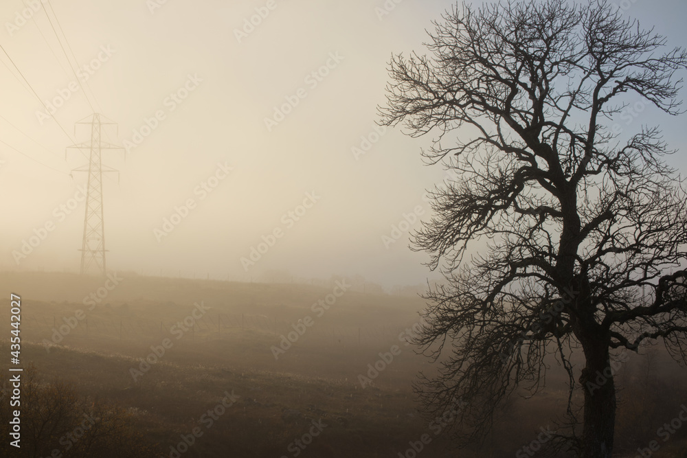 misty morning in the forest misty morning in the forest