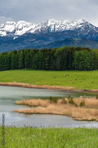 Forggensee with cows on field and alps mountains in the background with snow peaks, bavaria, fürssen, fuessen, allgäu, alp