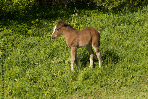 junge Haflinger Fohlen auf der Weide beim spielen