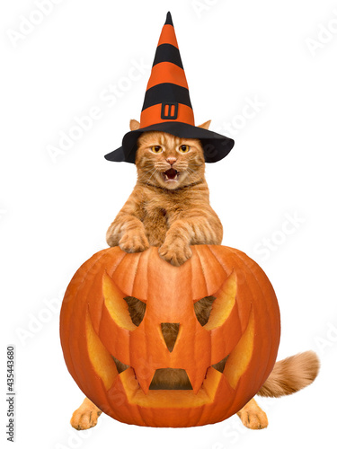 Halloween. A cat in a wizard costume celebrates Halloween. © Denis