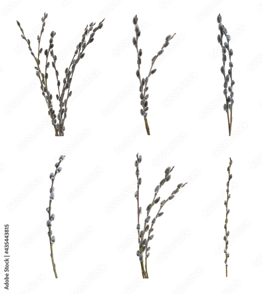 Set with beautiful pussy willow branches on white background Set with beautiful pussy willow branches on white background
