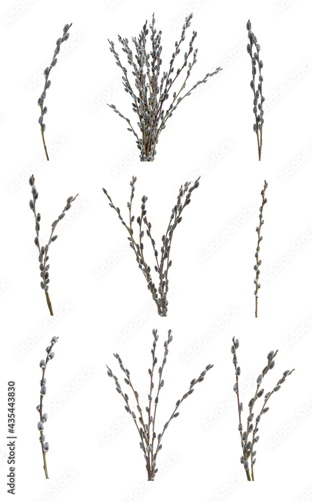 Set with beautiful pussy willow branches on white background. Vertical banner design Set with beautiful pussy willow branches on white background. Vertical banner design