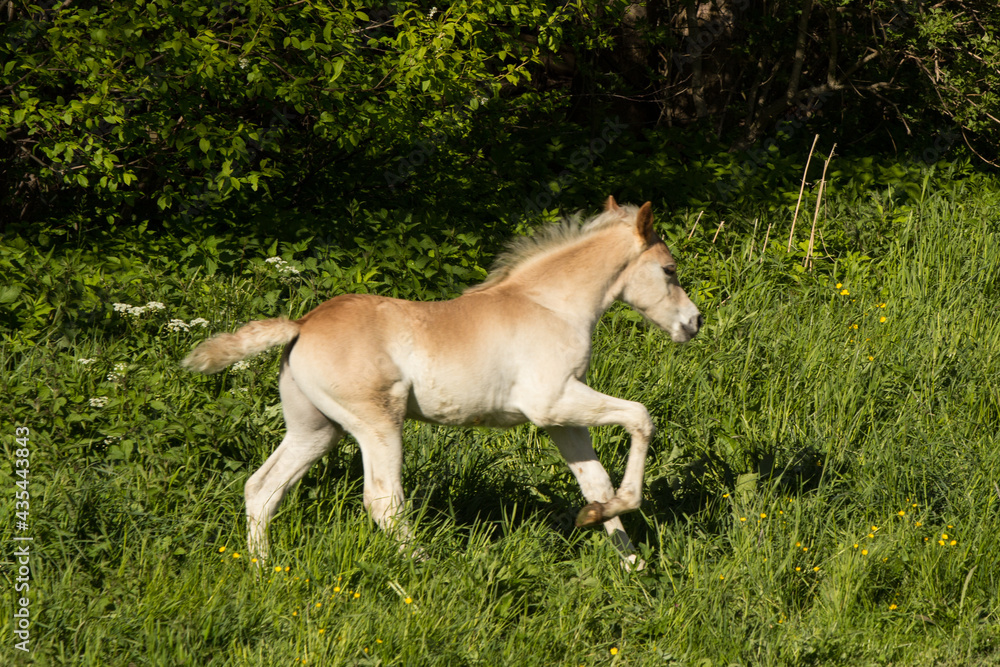 junge Haflinger Fohlen auf der Weide beim spielen junge Haflinger Fohlen auf der Weide beim spielen