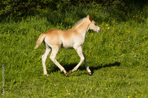 junge Haflinger Fohlen auf der Weide beim spielen