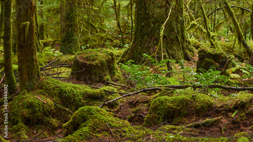 Dark mossy forest on a rainy day in Oregon.
