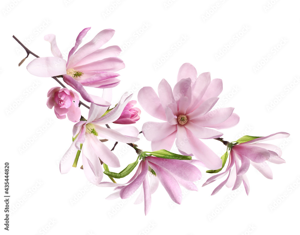 Obraz premium Beautiful pink magnolia flowers on white background