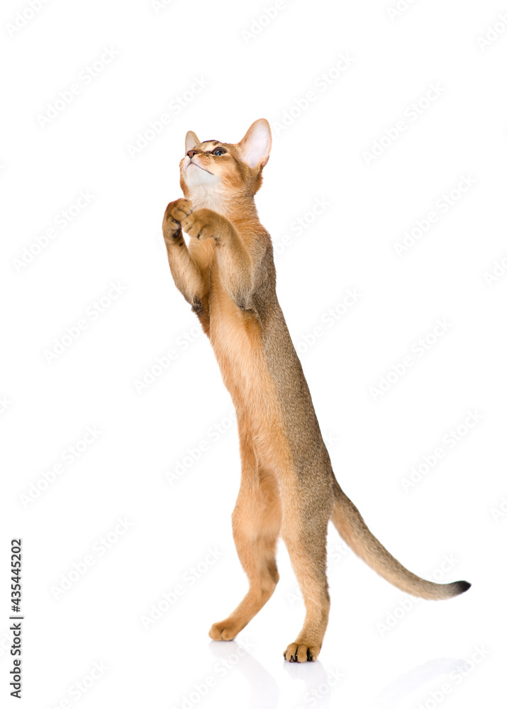 Playful jumping abyssinian young cat. Isolated on white background