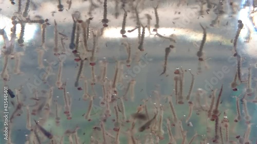 Blur, mosquito larvae swimming in a glass, giving insight into the spread of dengue epidemic.