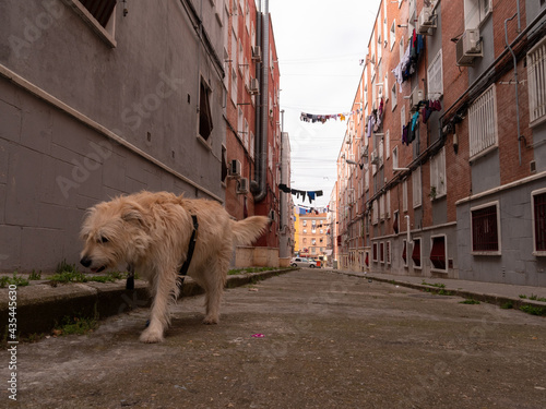 A CLOSE UP OF A MESSY BROWN DOG WALKING OUTDOORS ON THE STREETS OF POOR NEIGHBORHOOD © RODRIGO