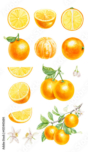 Realistic watercolor set of orange branch  half orange and whole orange on white background. Hand-drawn illustration.