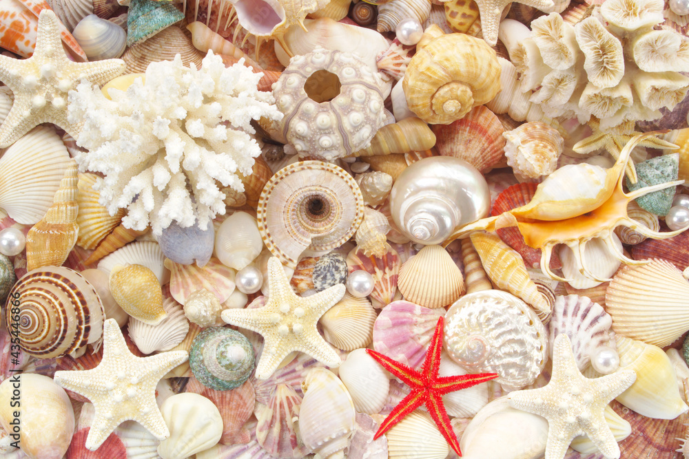 Many seashells, different corals, sea urchins and starfish background Many seashells, different corals, sea urchins and starfish background