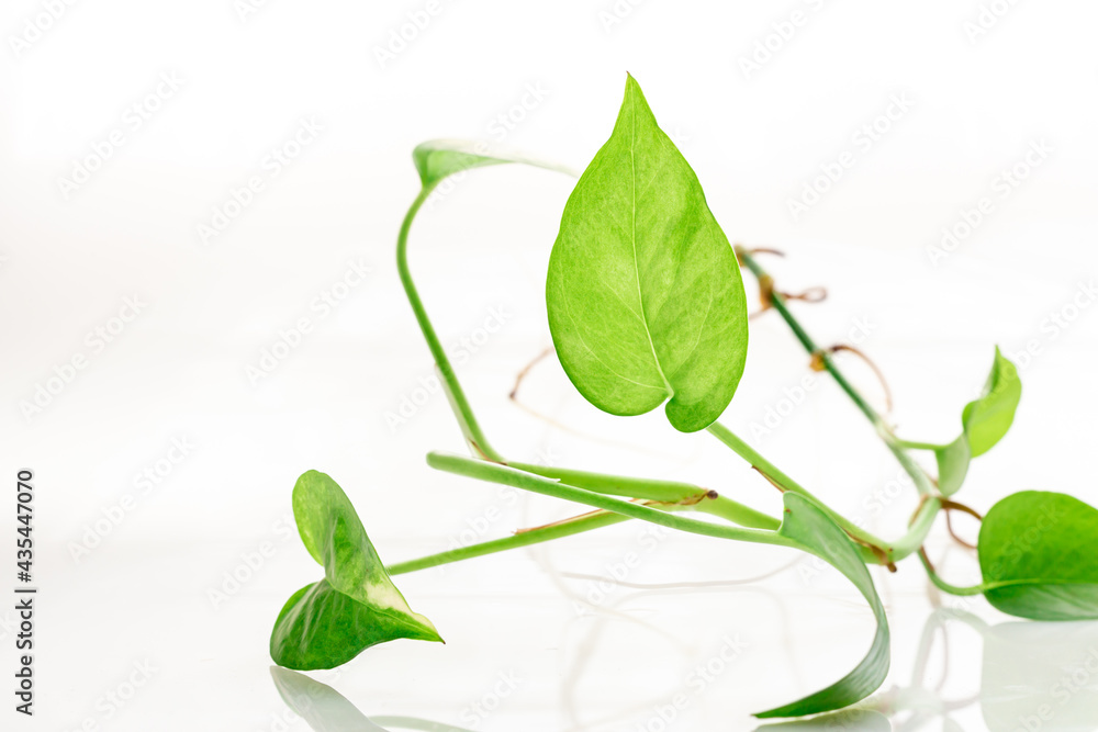 Green spotted betel tree isolated on white background Green spotted betel tree isolated on white background