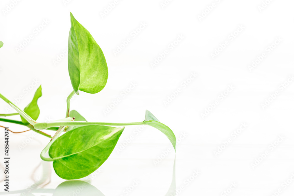 Green spotted betel tree isolated on white background Green spotted betel tree isolated on white background