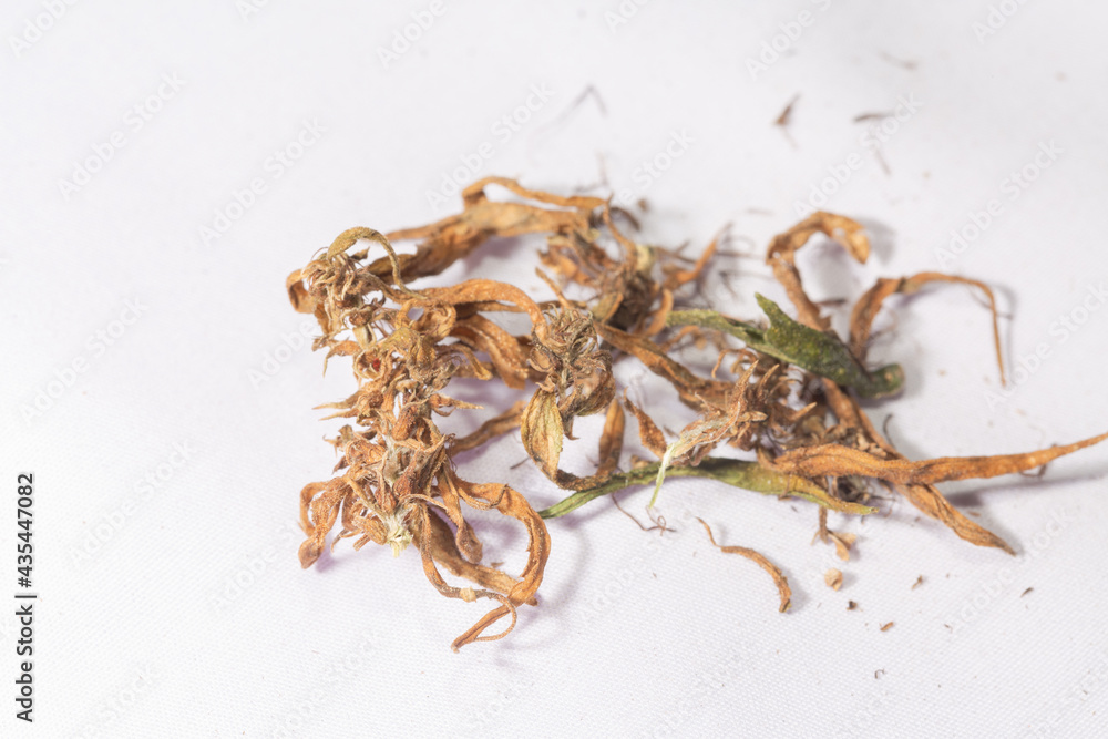 Dry marijuana flowers to extract CBD..Cannabis flowers and seeds contain CBD when fully grown..stock footage in herb medical concept. Dry marijuana flowers to extract CBD..Cannabis flowers and seeds contain CBD when fully grown..stock footage in herb medical concept.