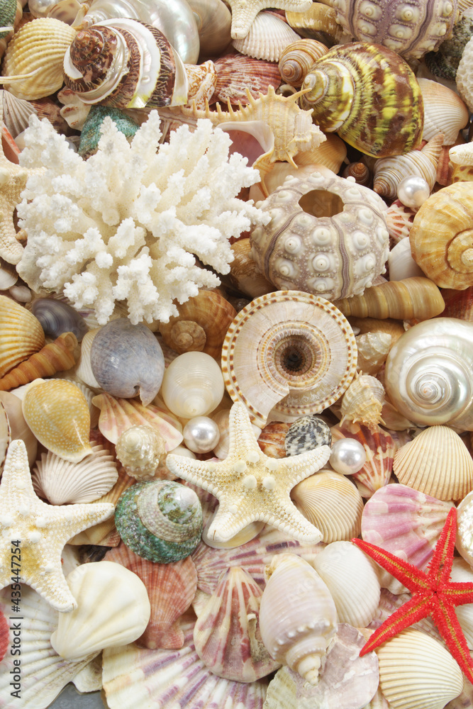 Many amazing seashells and starfishes mixed with pearls
