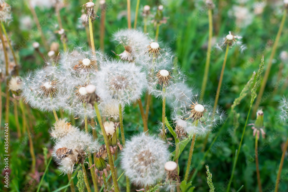 Obraz premium Dandelion without seeds in the summer in the garden