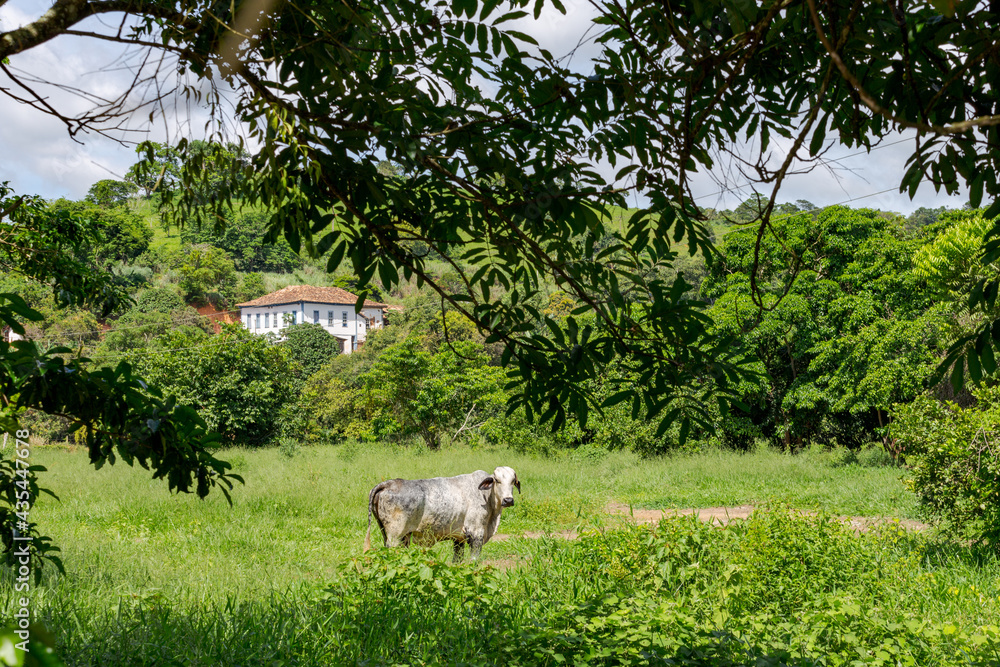 Fototapeta premium Gado da raça Holandesa em área de pastagem de propriedade rural de Guarani, Minas Gerais, Brasil