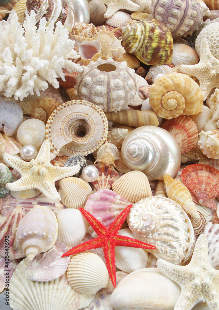 Many tropical colorful seashells, corals and starfishes mixed with pearls	