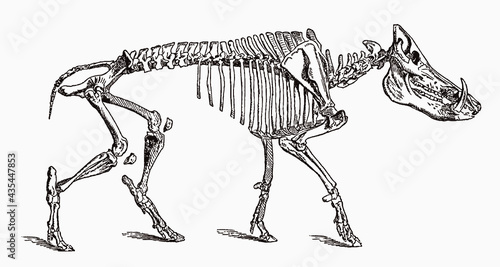 Leinwand Poster Skeleton of male wild boar in profile view, after antique engraving from the 19t