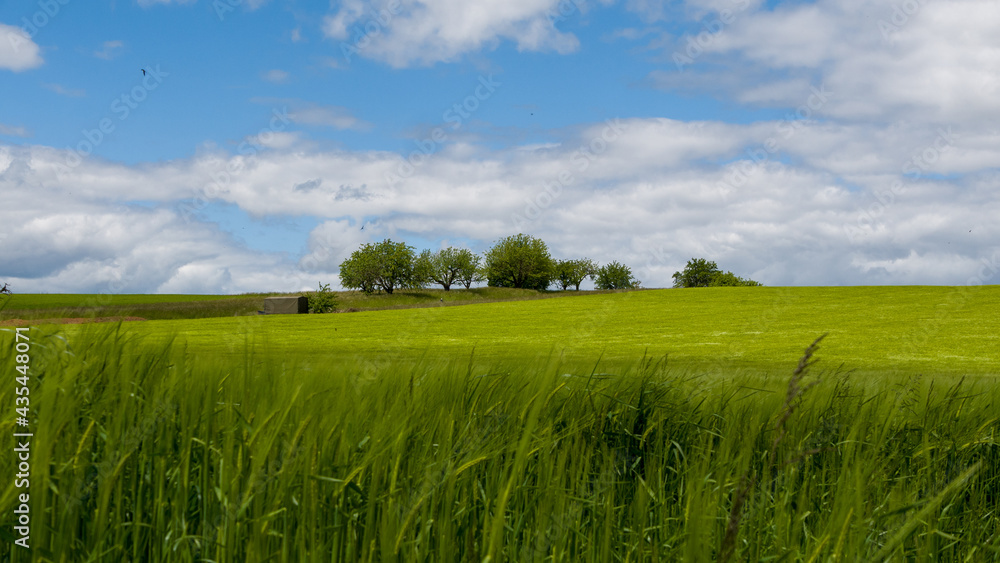 Obraz premium green field and blue sky