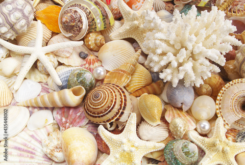 Many tropical seashells, sea urchin, corals and starfishes as background 