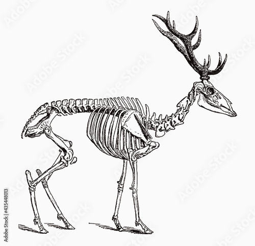 Skeleton of male red deer in profile view, after antique engraving from the 19th century